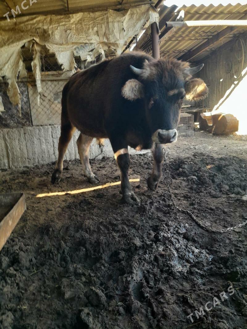 okuz - Гёкдепе - img 2