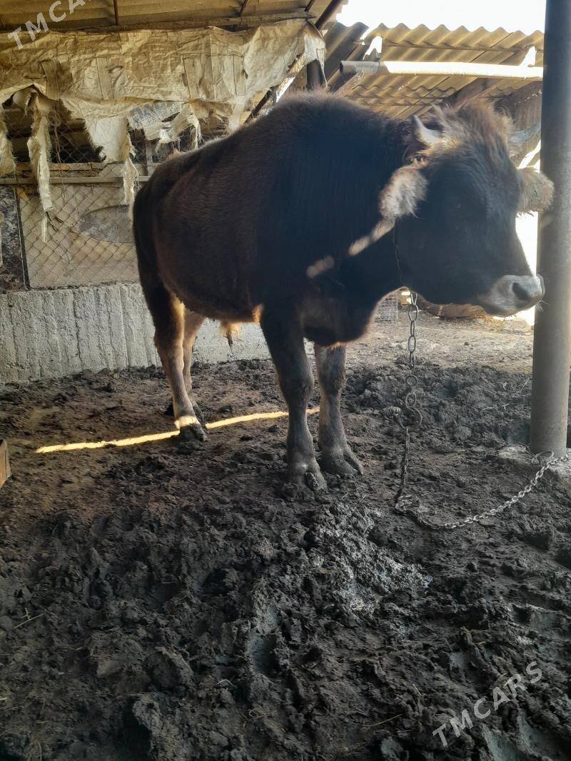 okuz - Гёкдепе - img 1