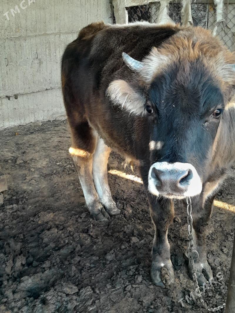 okuz - Гёкдепе - img 3