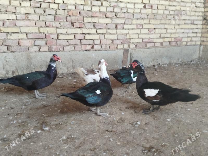 indawutga Horaz - Tejen - img 2