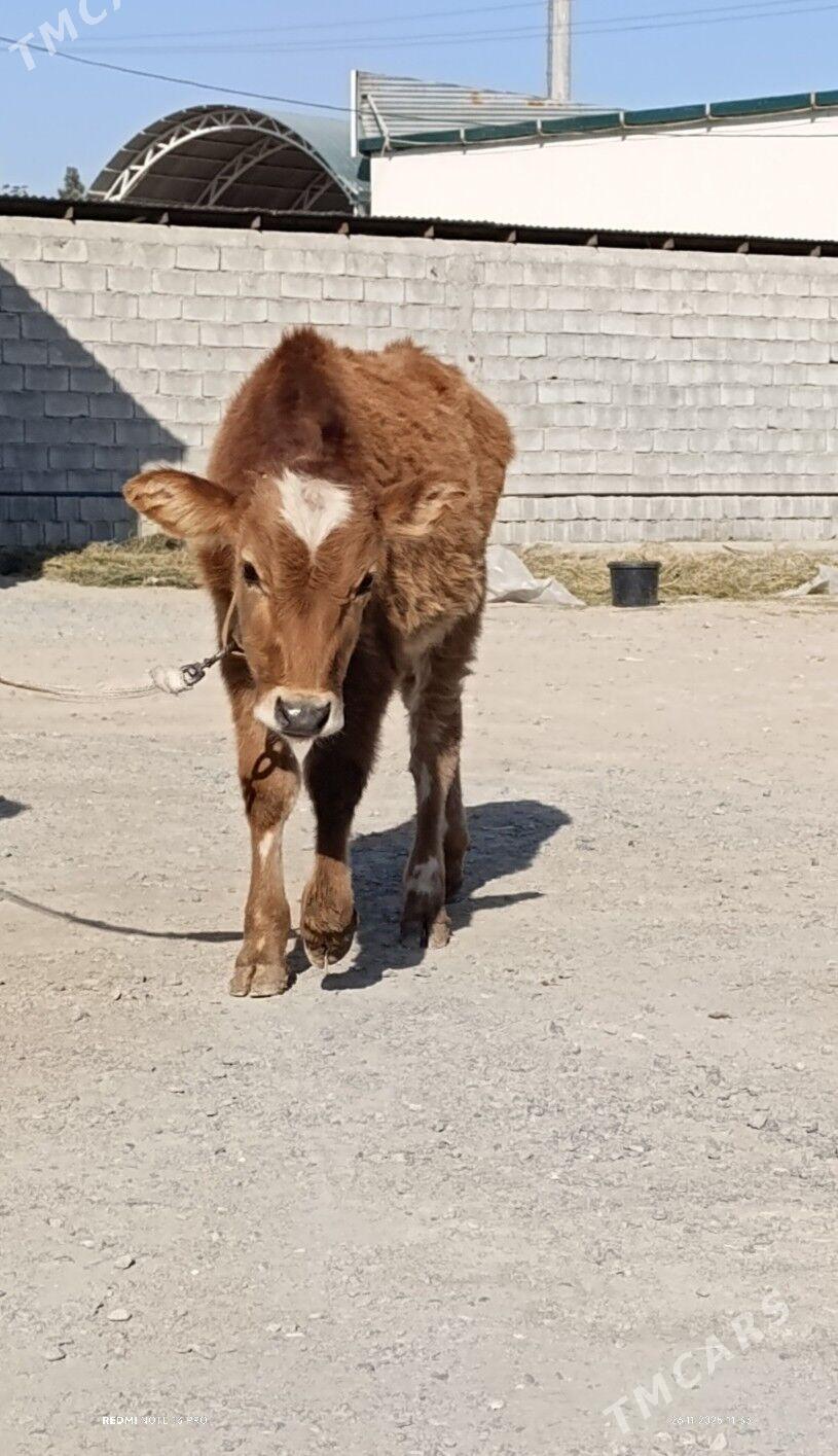 OKUZ - Бузмеин - img 2