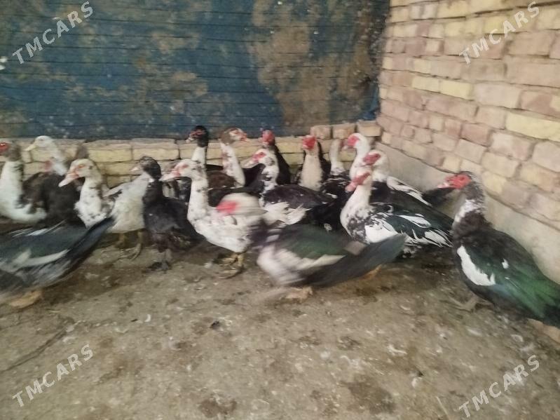 indawutga Horaz - Tejen - img 3