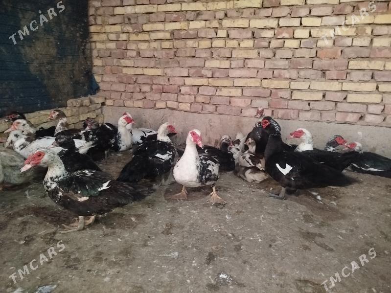 indawutga Horaz - Tejen - img 4