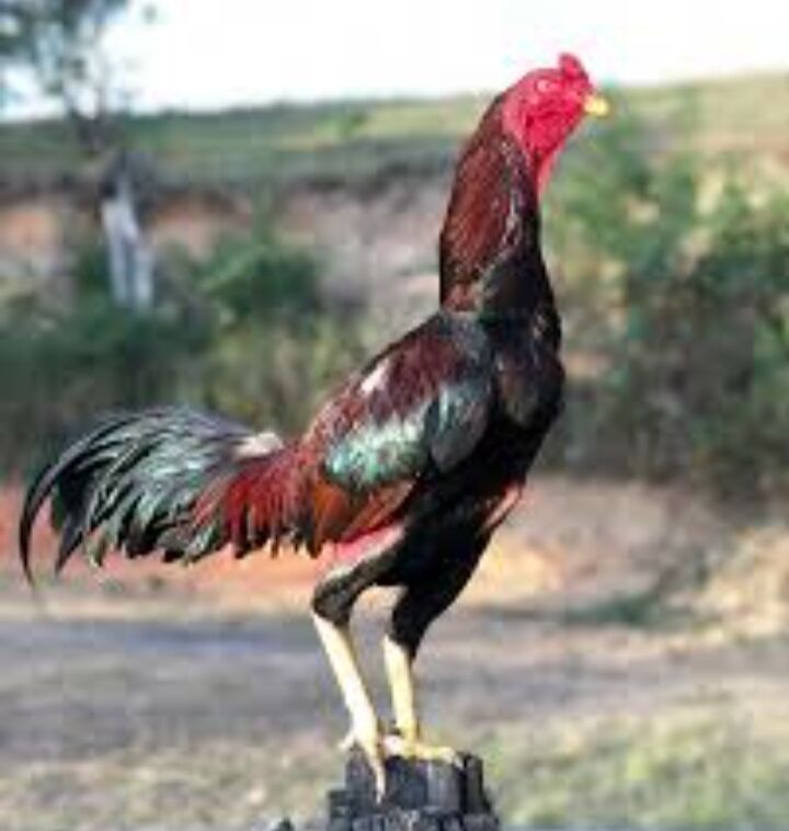 juje - Фарап - img 9