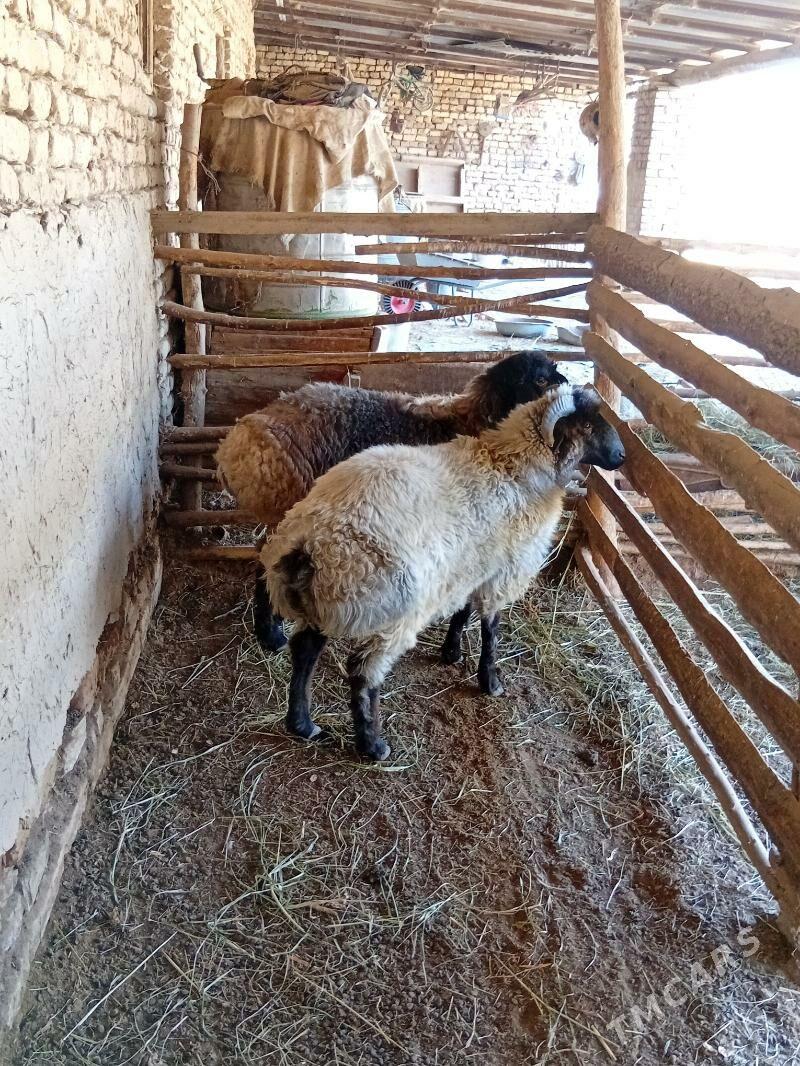 Tokly - Murgap - img 8