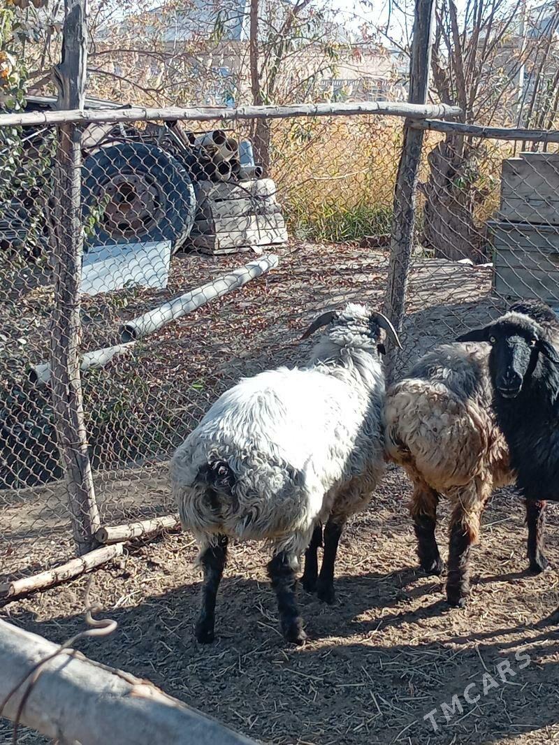 Tokly - Murgap - img 4