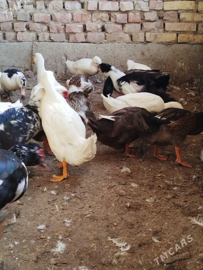 Gak Gak Gaz - Теджен - img 4