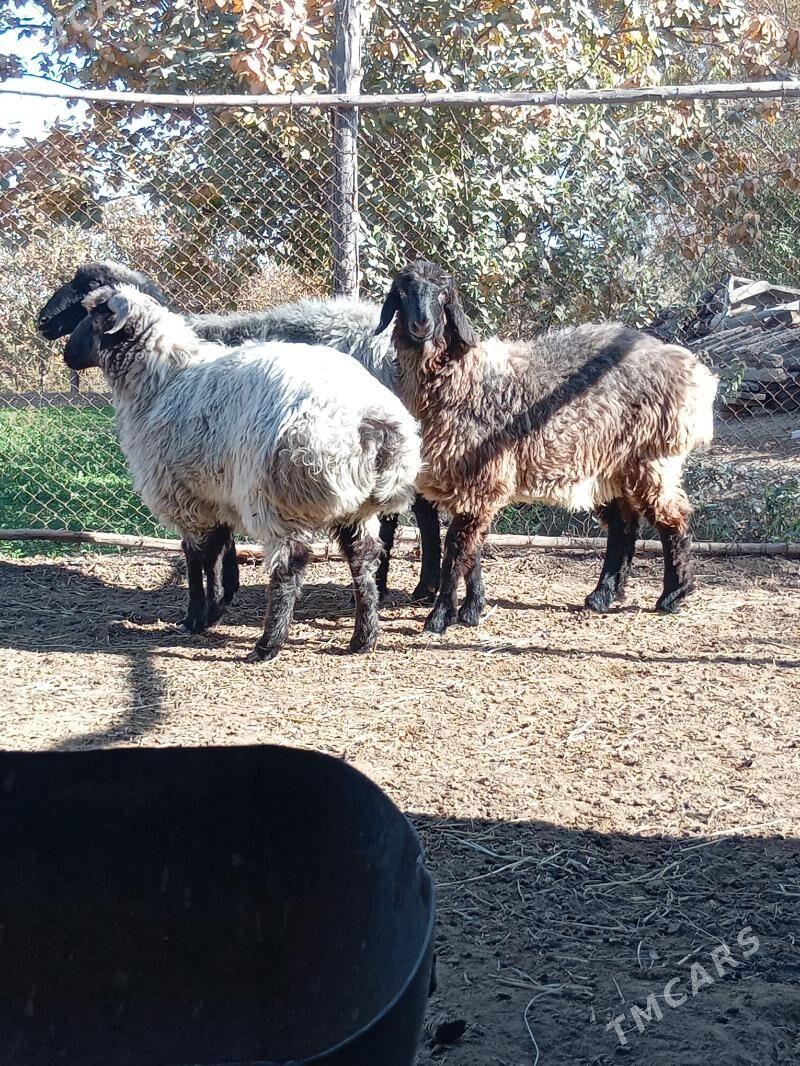 Tokly - Murgap - img 3