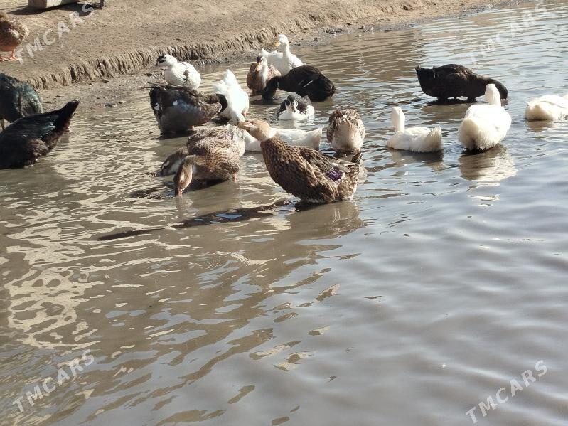 Gak Gak Gaz - Теджен - img 1