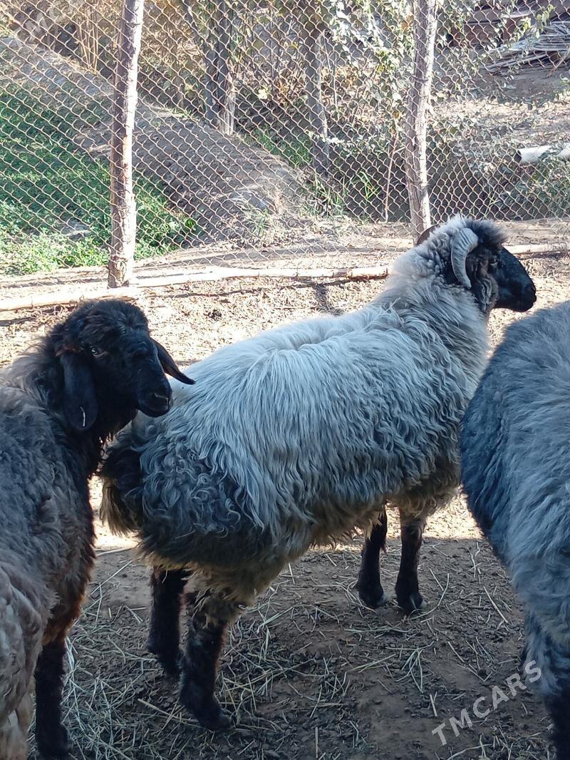 Tokly - Murgap - img 7