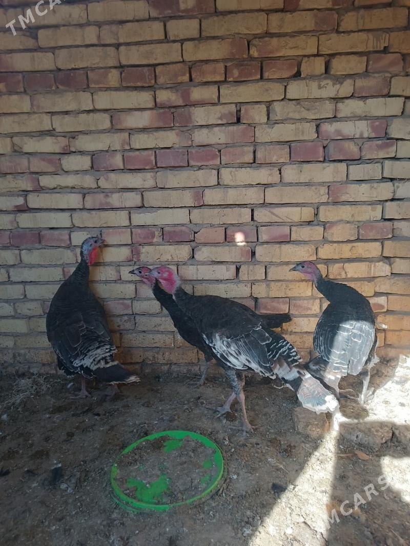 Induk - Ýolöten - img 5