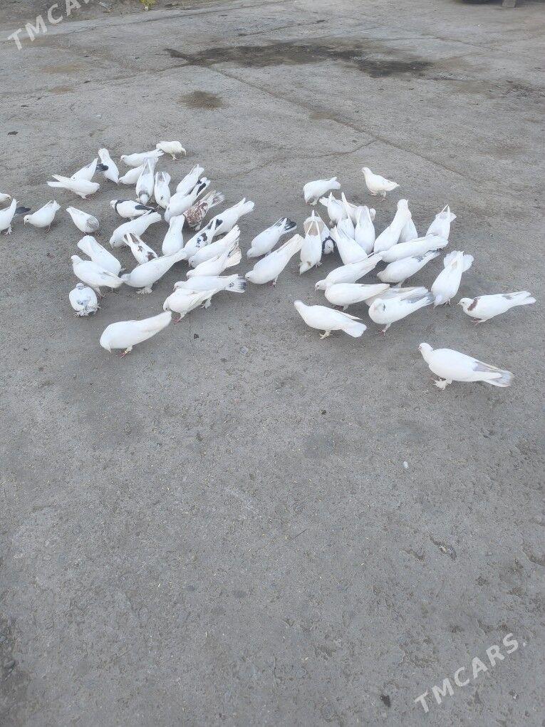 Kepderi Голуби - Бузмеин - img 9