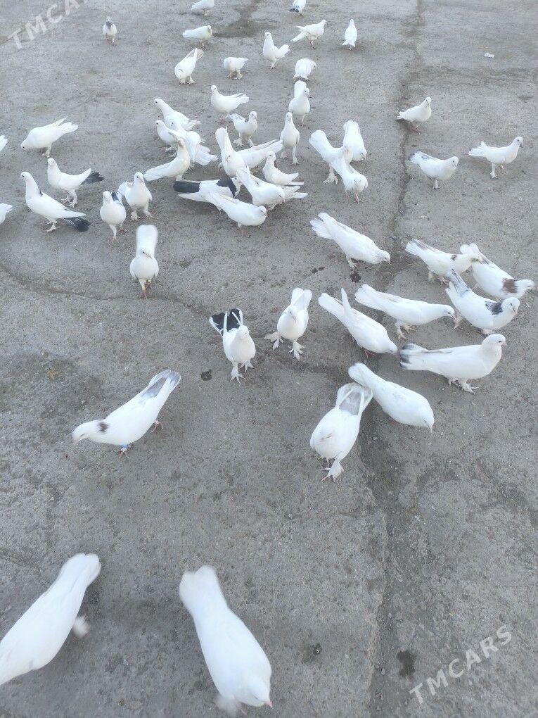 Kepderi Голуби - Бузмеин - img 2