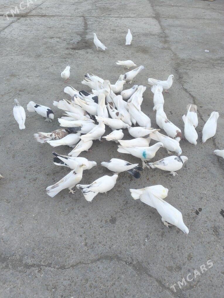 Kepderi Голуби - Бузмеин - img 1