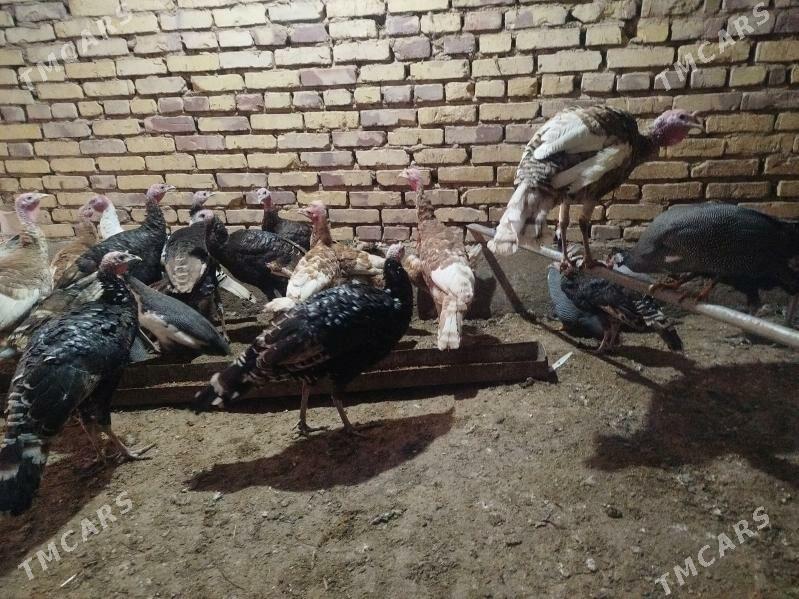 Induk - Tejen - img 3