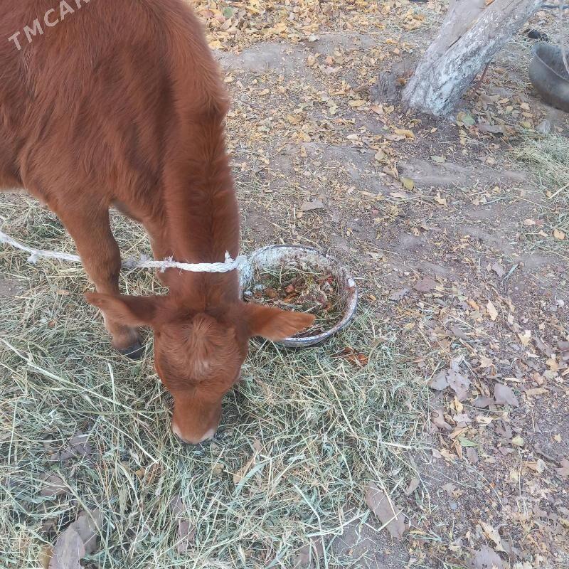 Sygyr - Aşgabat - img 2