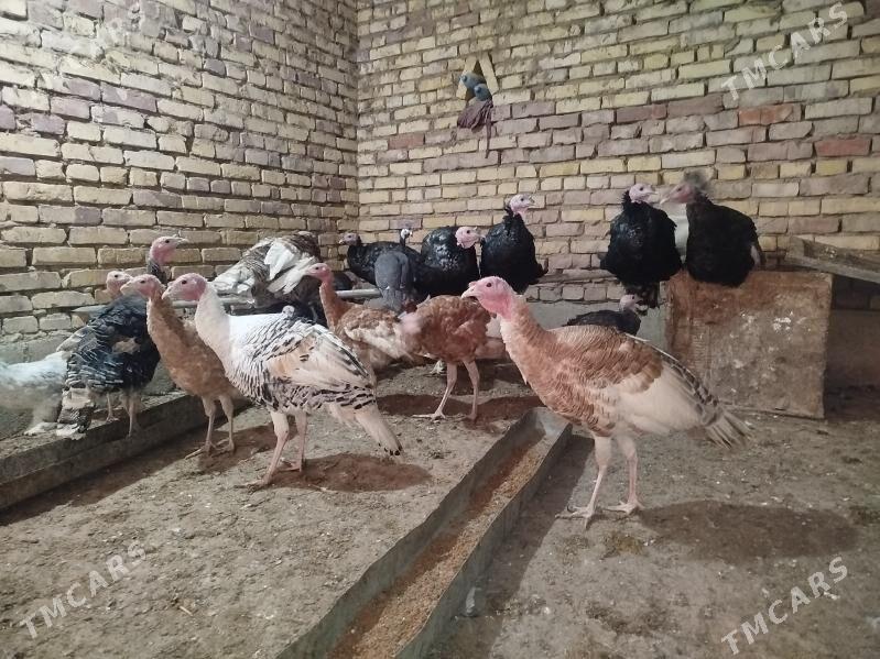 Induk - Теджен - img 1