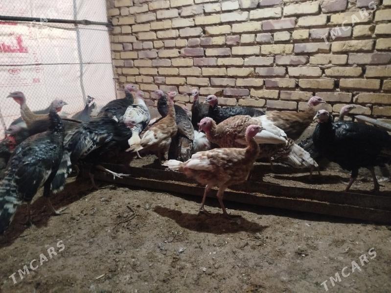 Induk - Tejen - img 2