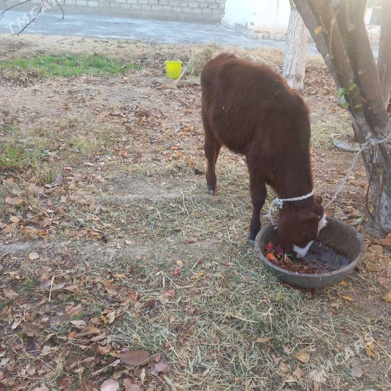 Sygyr - Aşgabat - img 6