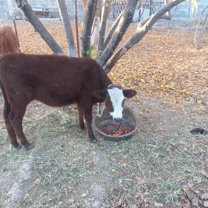 Sygyr - Aşgabat - img 5