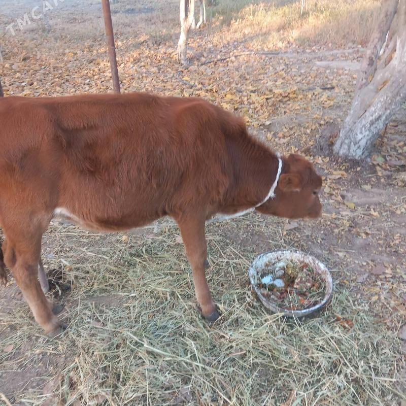 Sygyr - Aşgabat - img 3