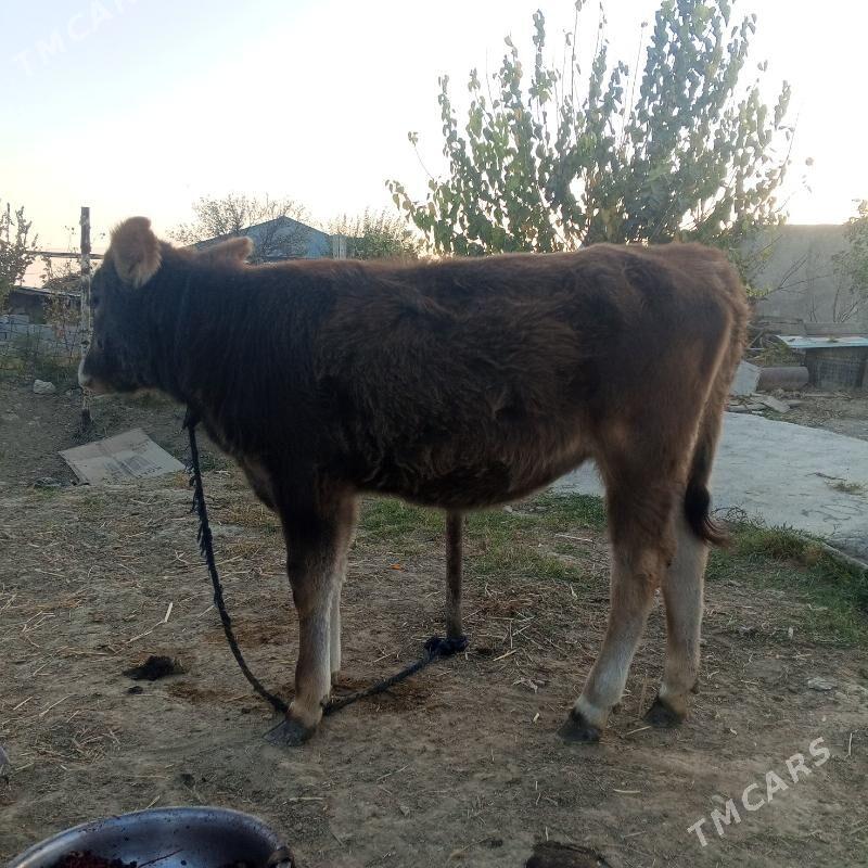 satlyk mal - Gökdepe - img 3