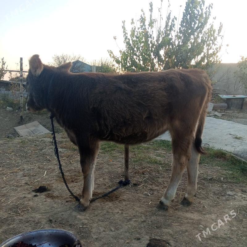 satlyk mal - Gökdepe - img 2