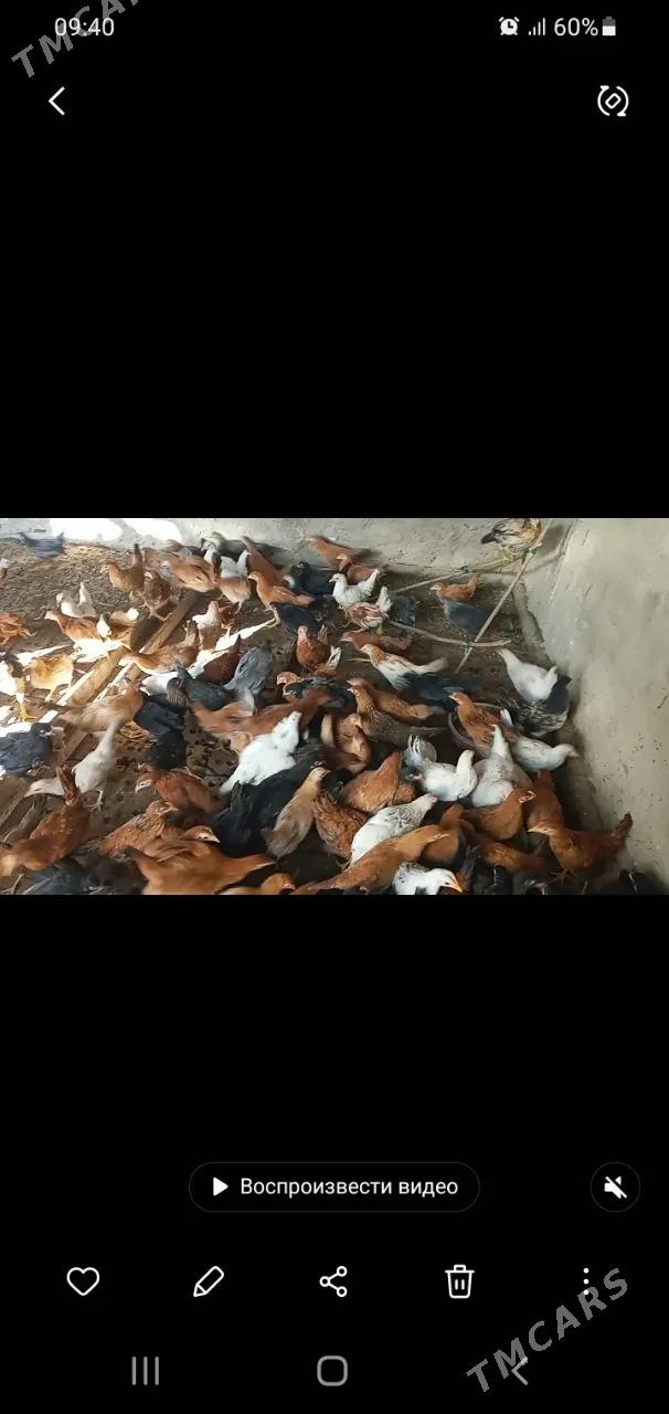 Towuk horaz - Сакарчага - img 2