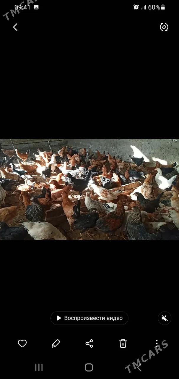 Towuk horaz - Сакарчага - img 3