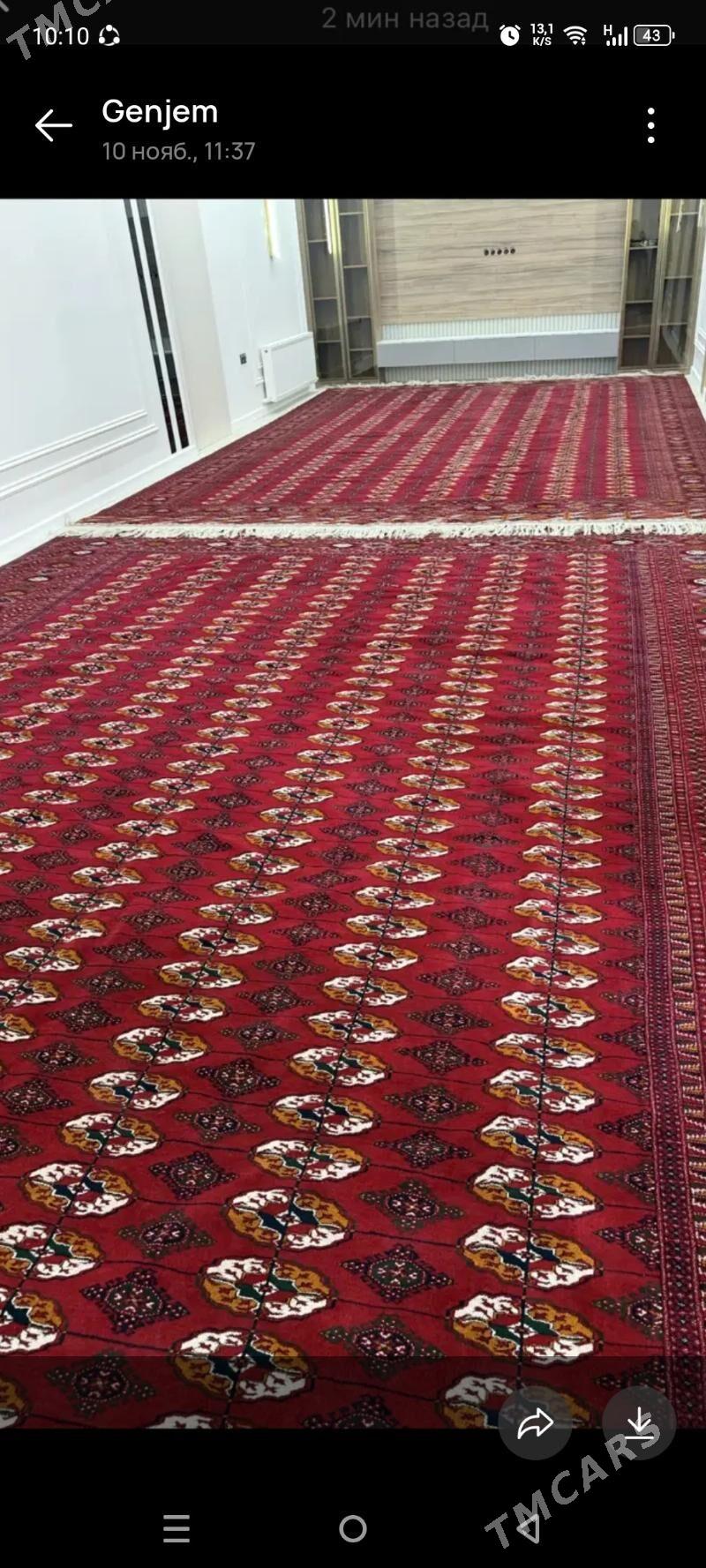 el haly - Багир - img 2