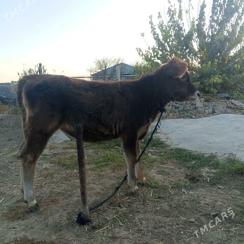 satlyk mal - Gökdepe - img 4