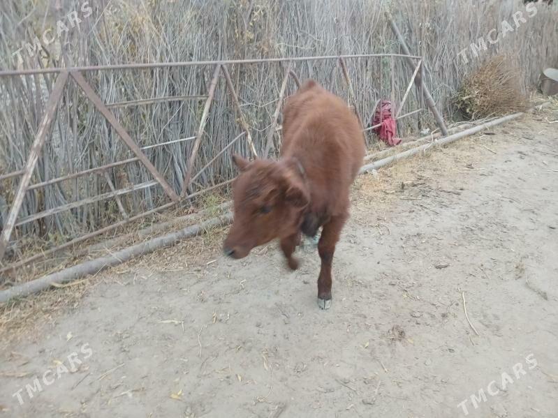 Goleli sygyr - Farap - img 3