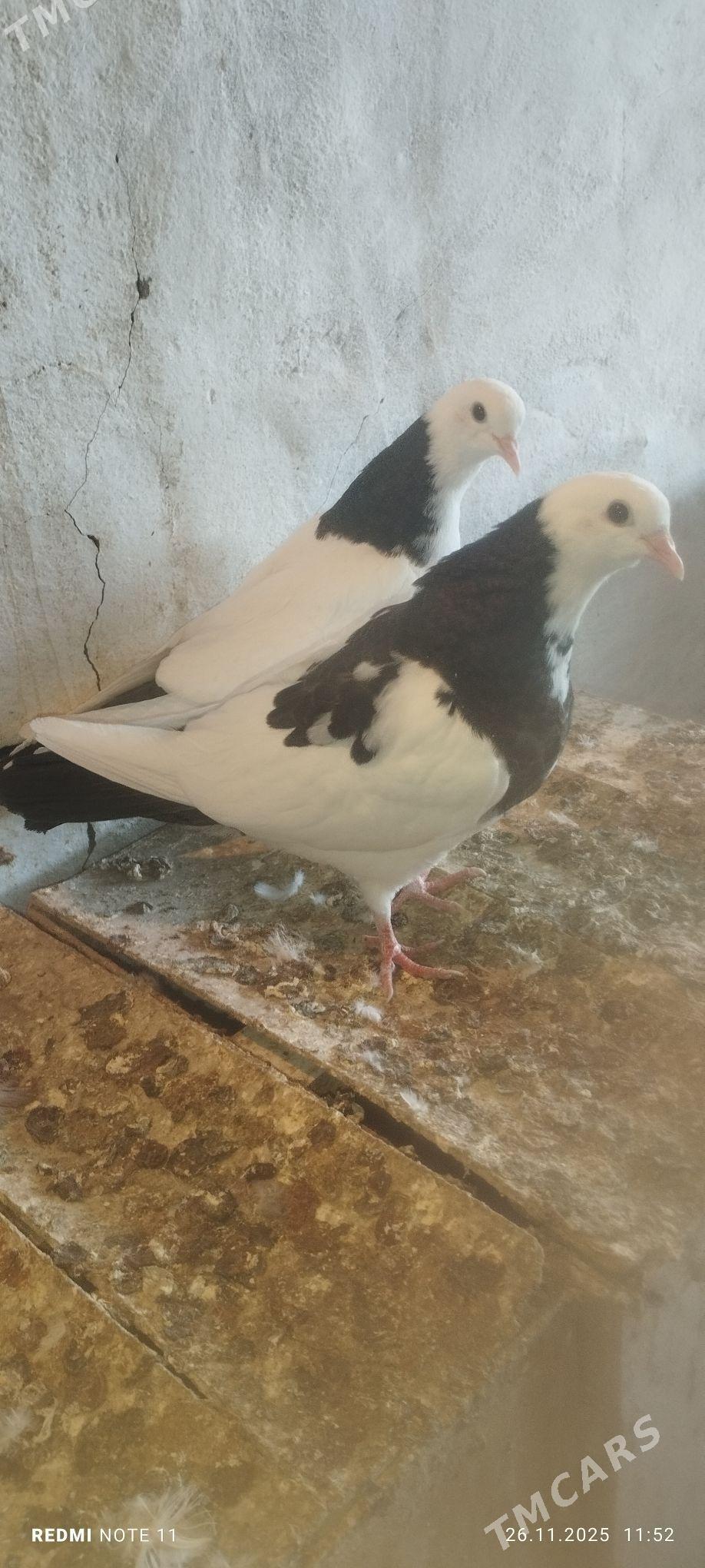 Kepderi - Мургап - img 2