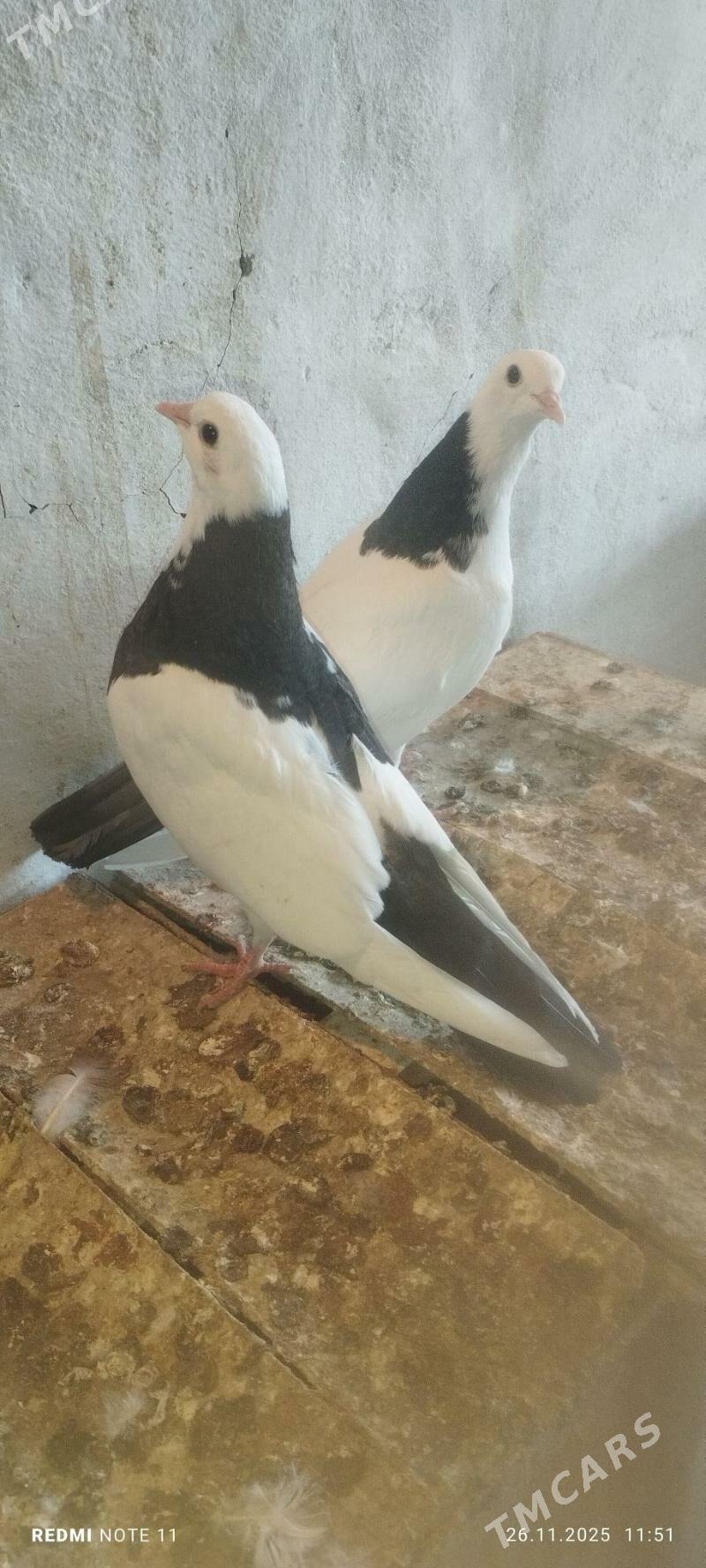 Kepderi - Мургап - img 1