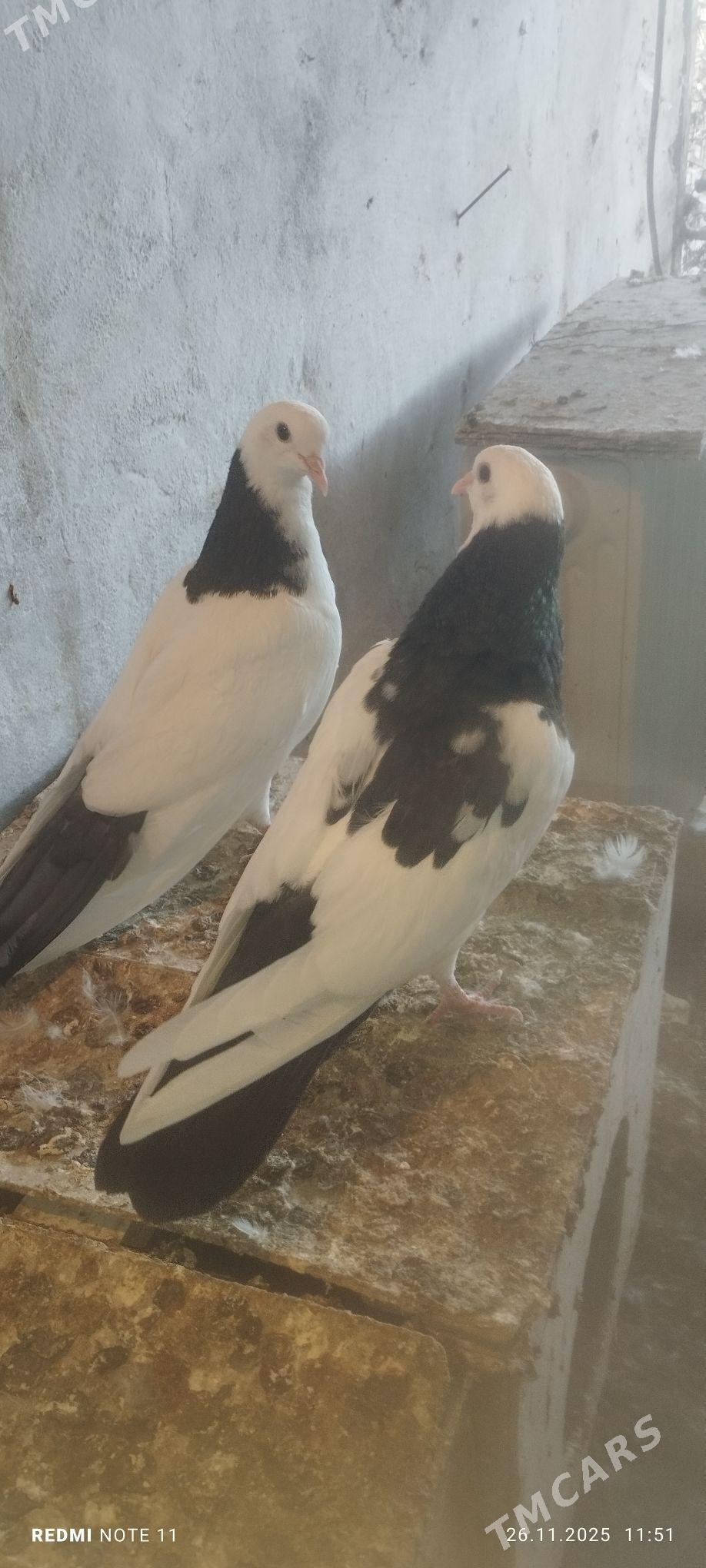 Kepderi - Мургап - img 4