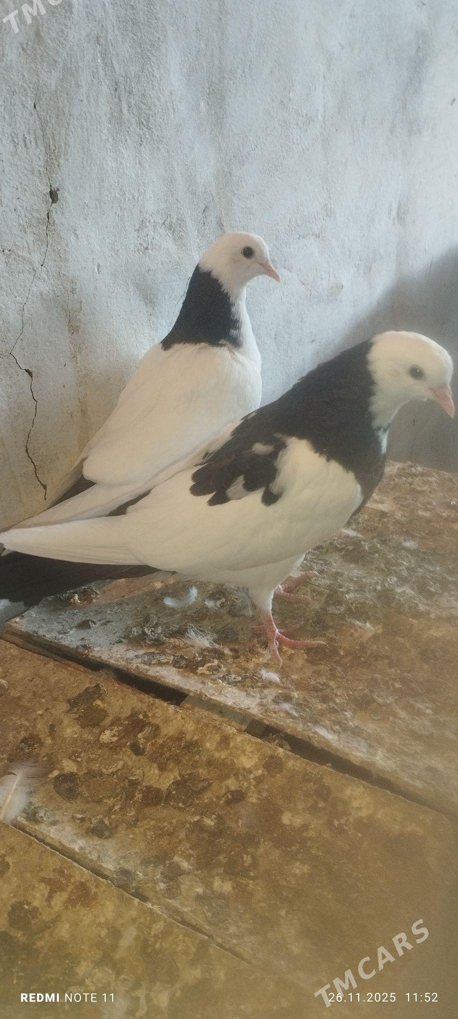 Kepderi - Мургап - img 3