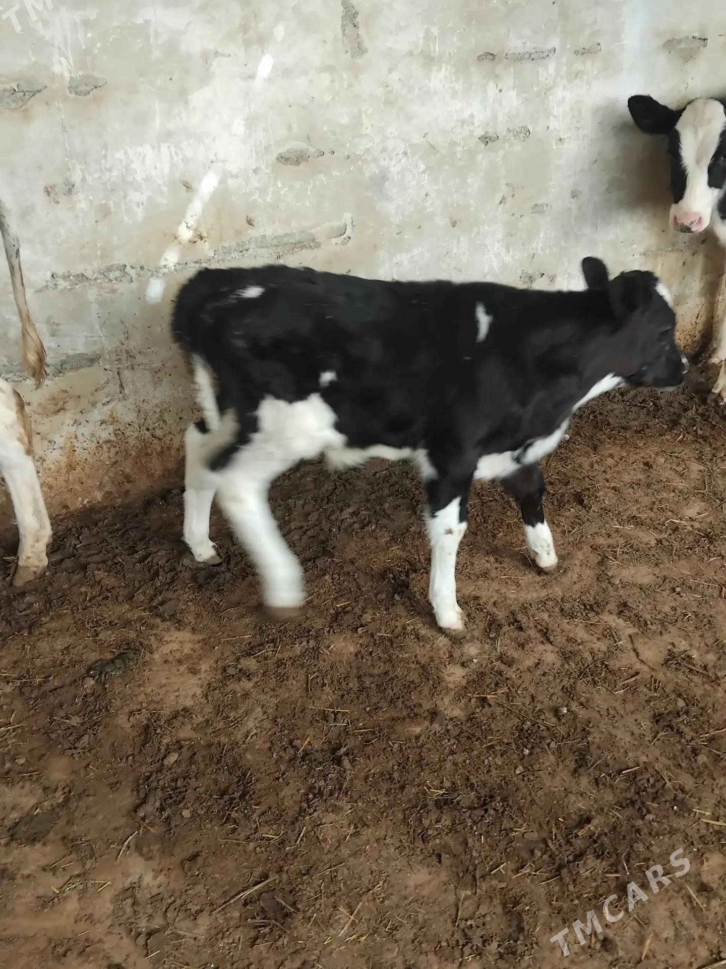 golejikler - Анев - img 5