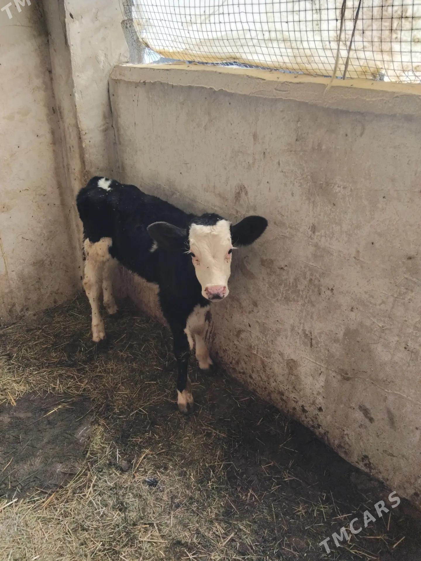 golejikler - Анев - img 2