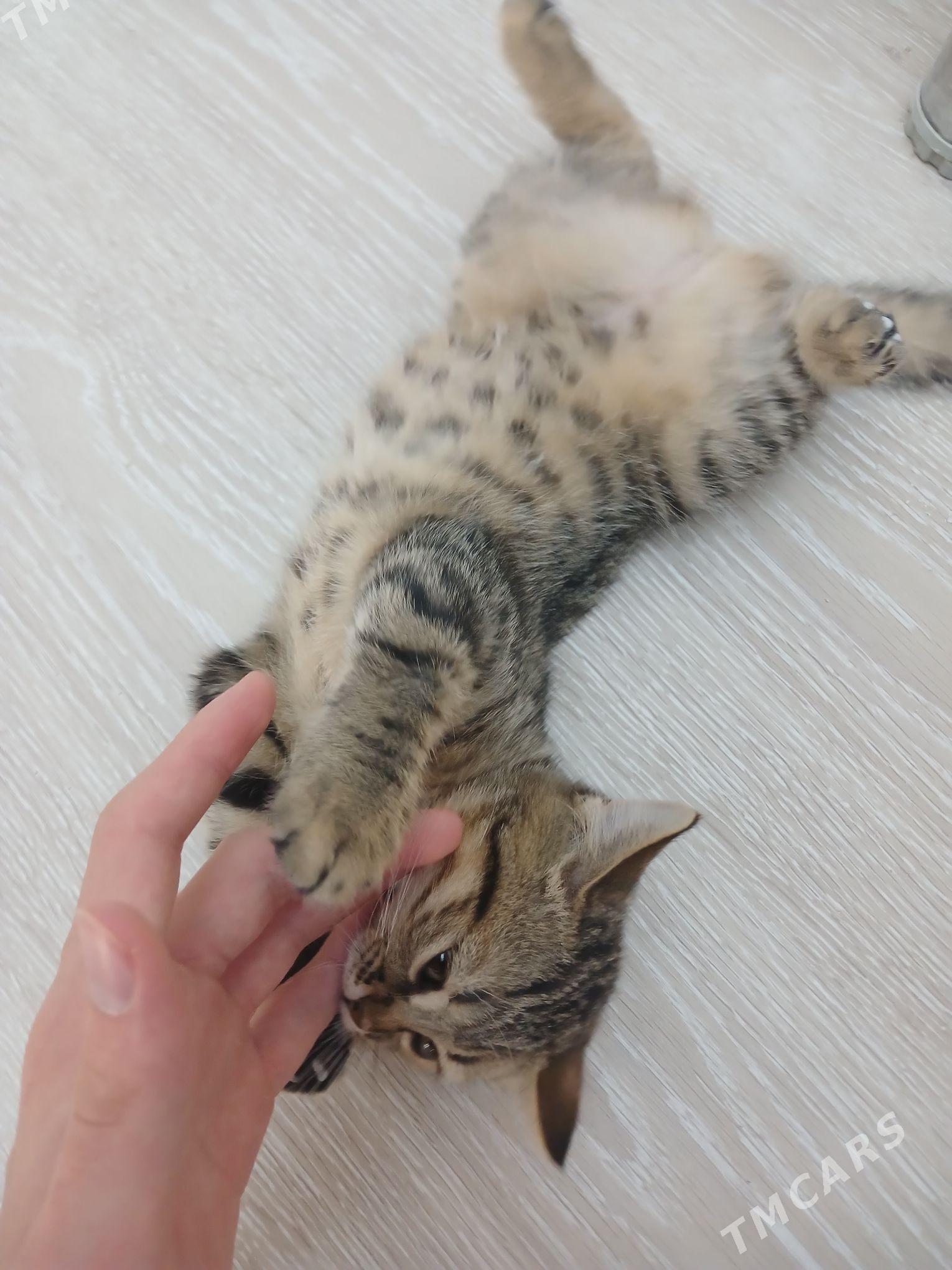 Gyz pisik paroda gosma - Daşoguz - img 2