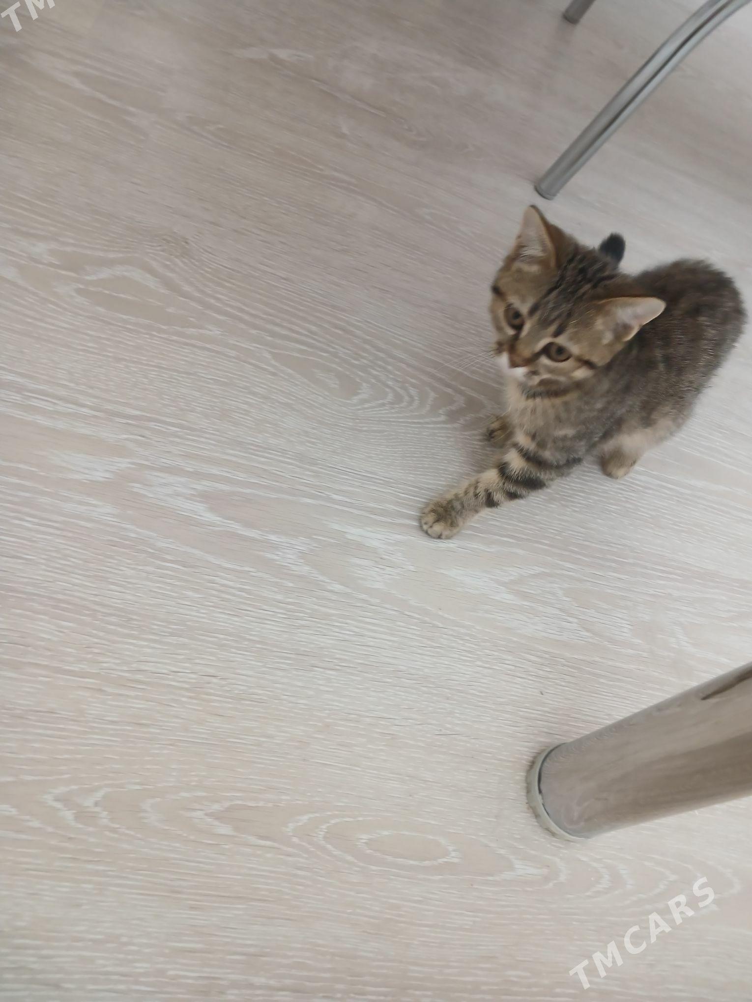 Gyz pisik paroda gosma - Daşoguz - img 1