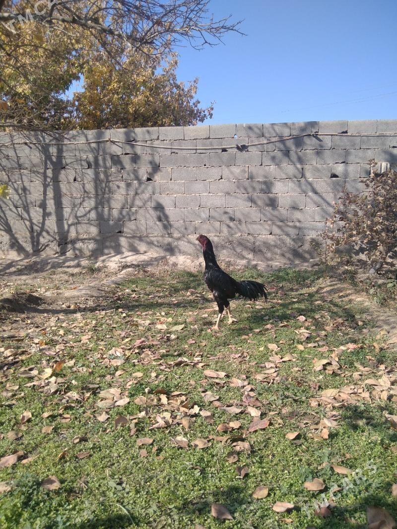 taskent - Ашхабад - img 3