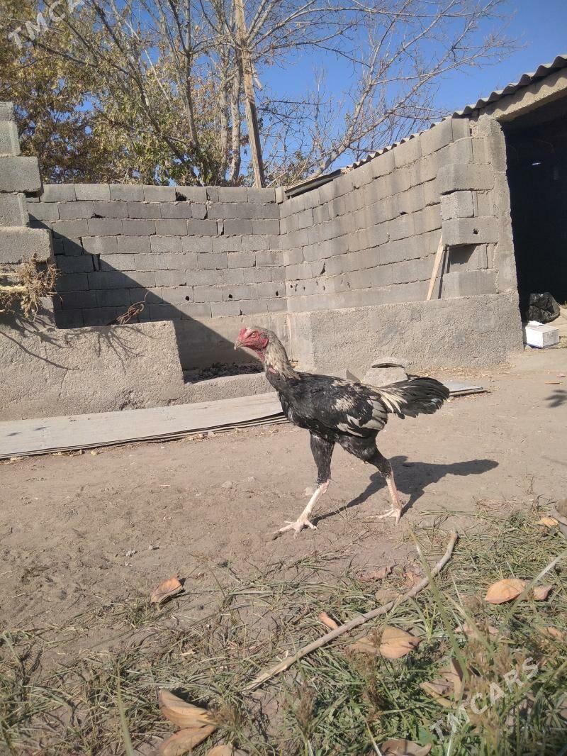 taskent - Ашхабад - img 2