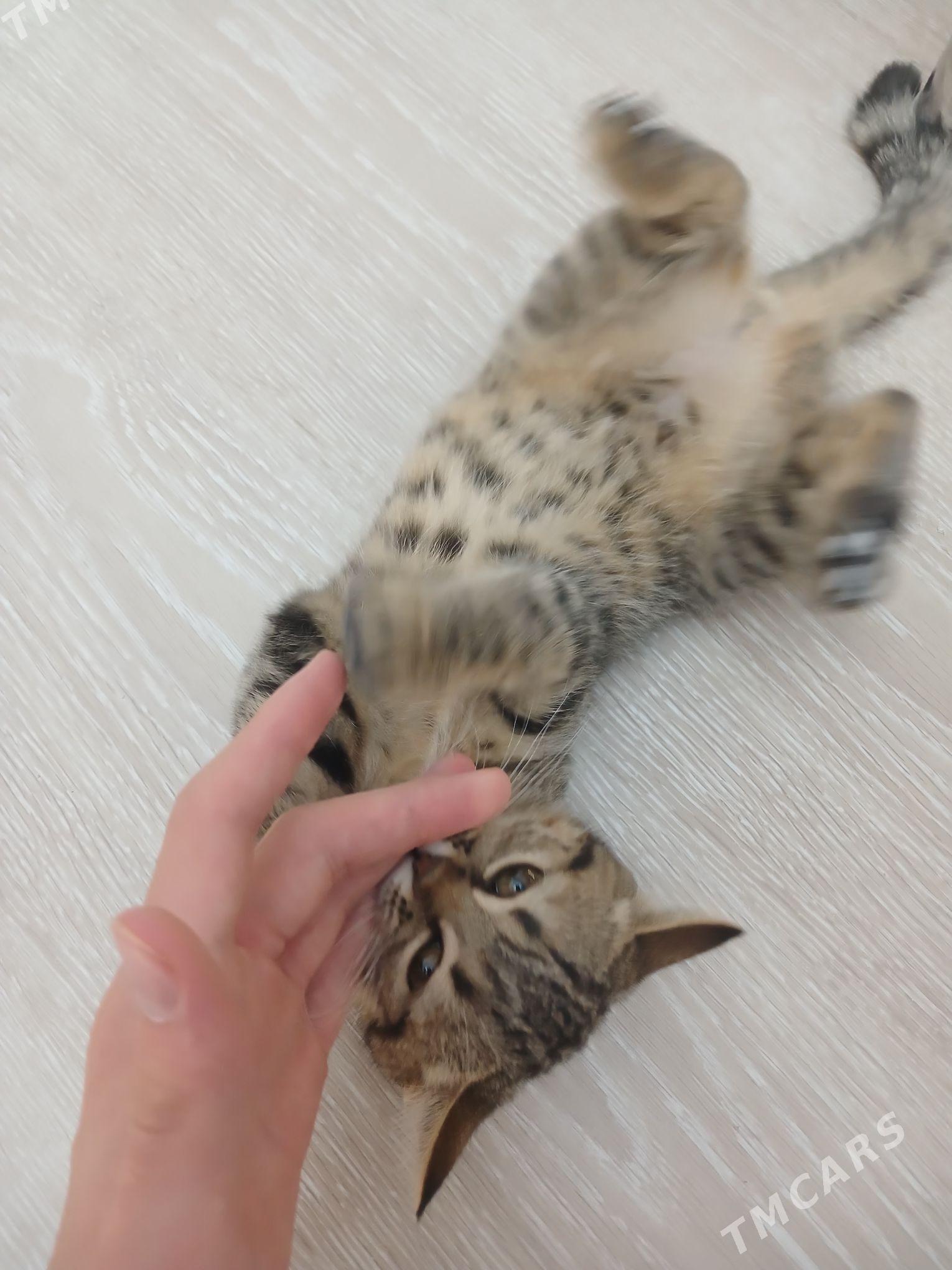 Gyz pisik paroda gosma - Daşoguz - img 3