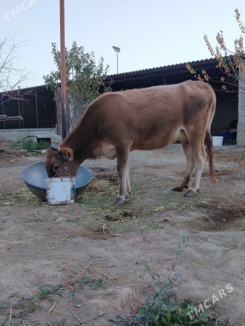 Sygyr. - Bäherden - img 2