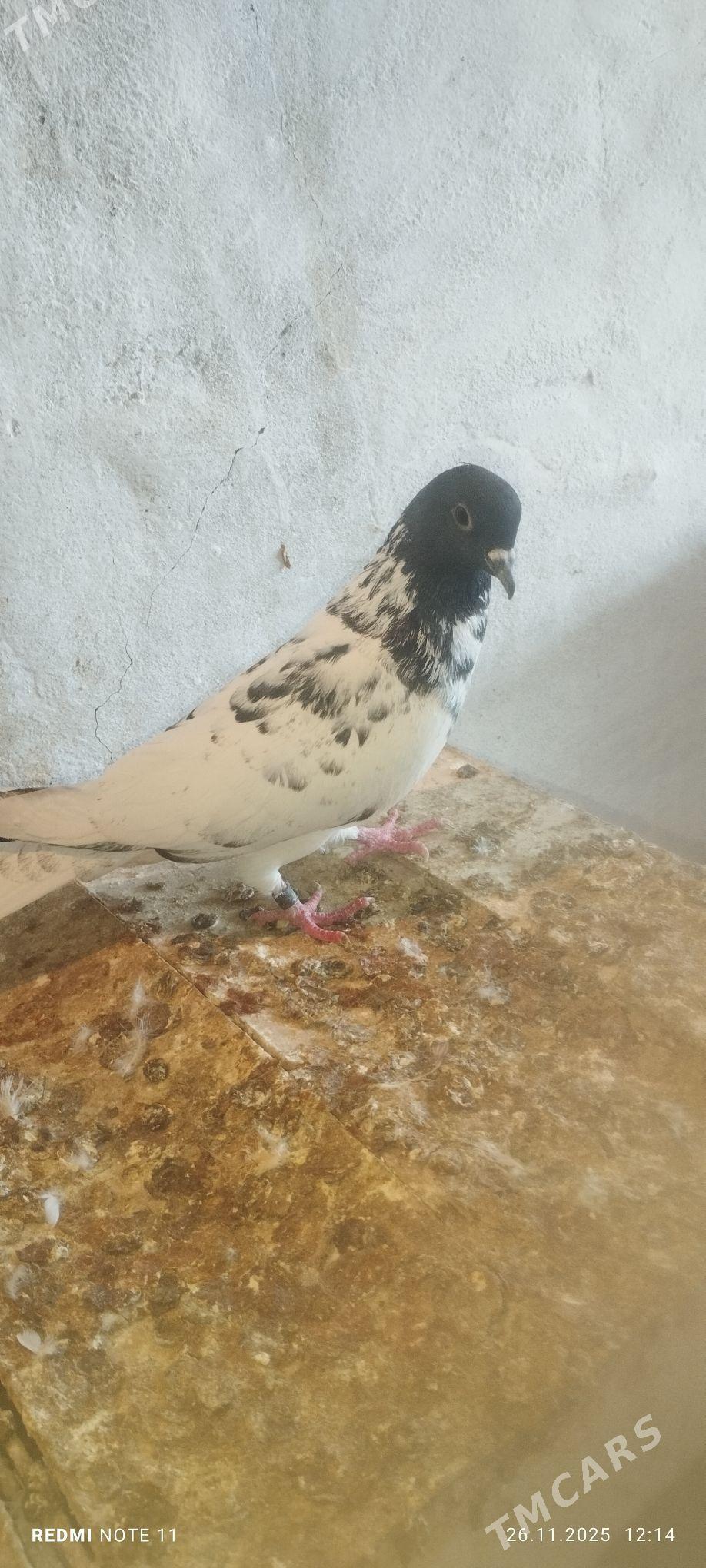 Kepderi - Мургап - img 3