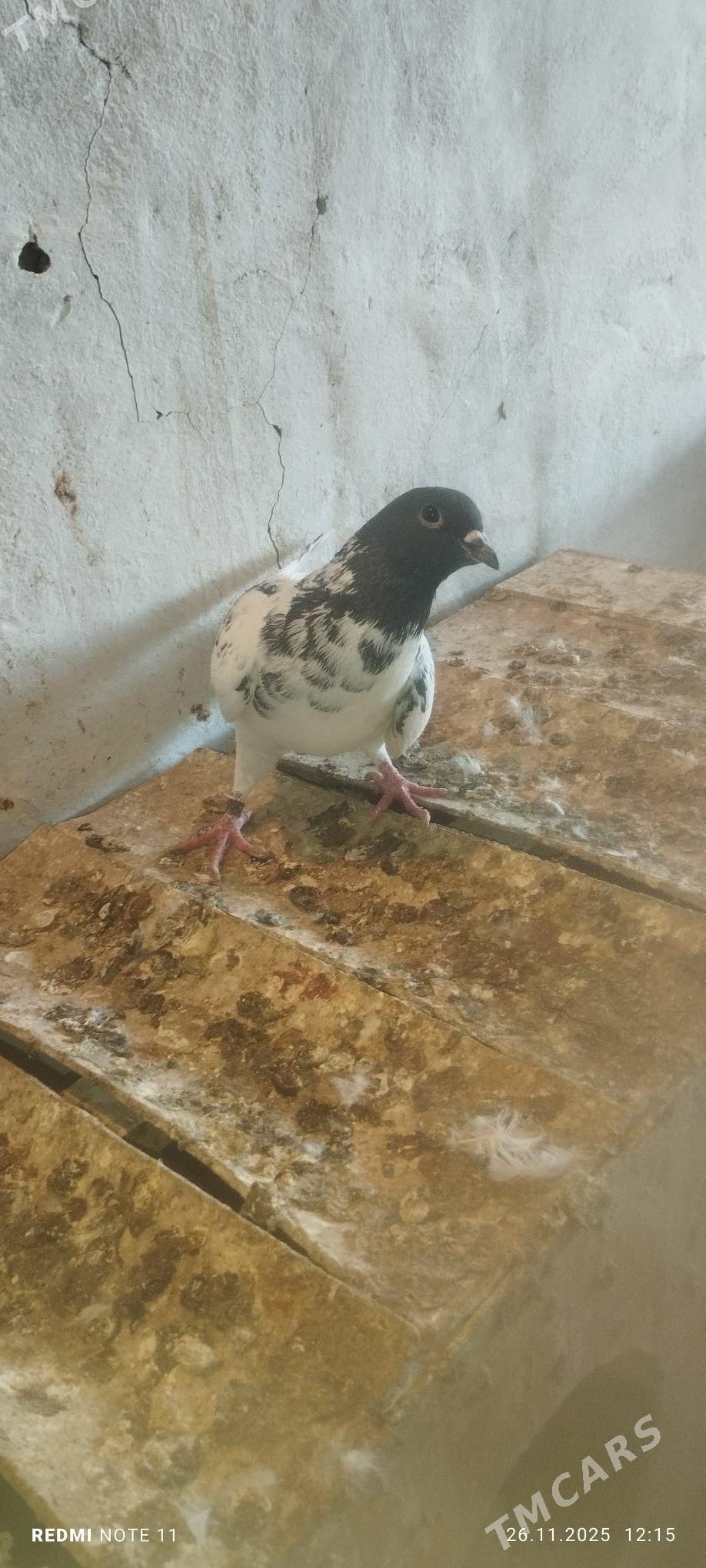 Kepderi - Мургап - img 6