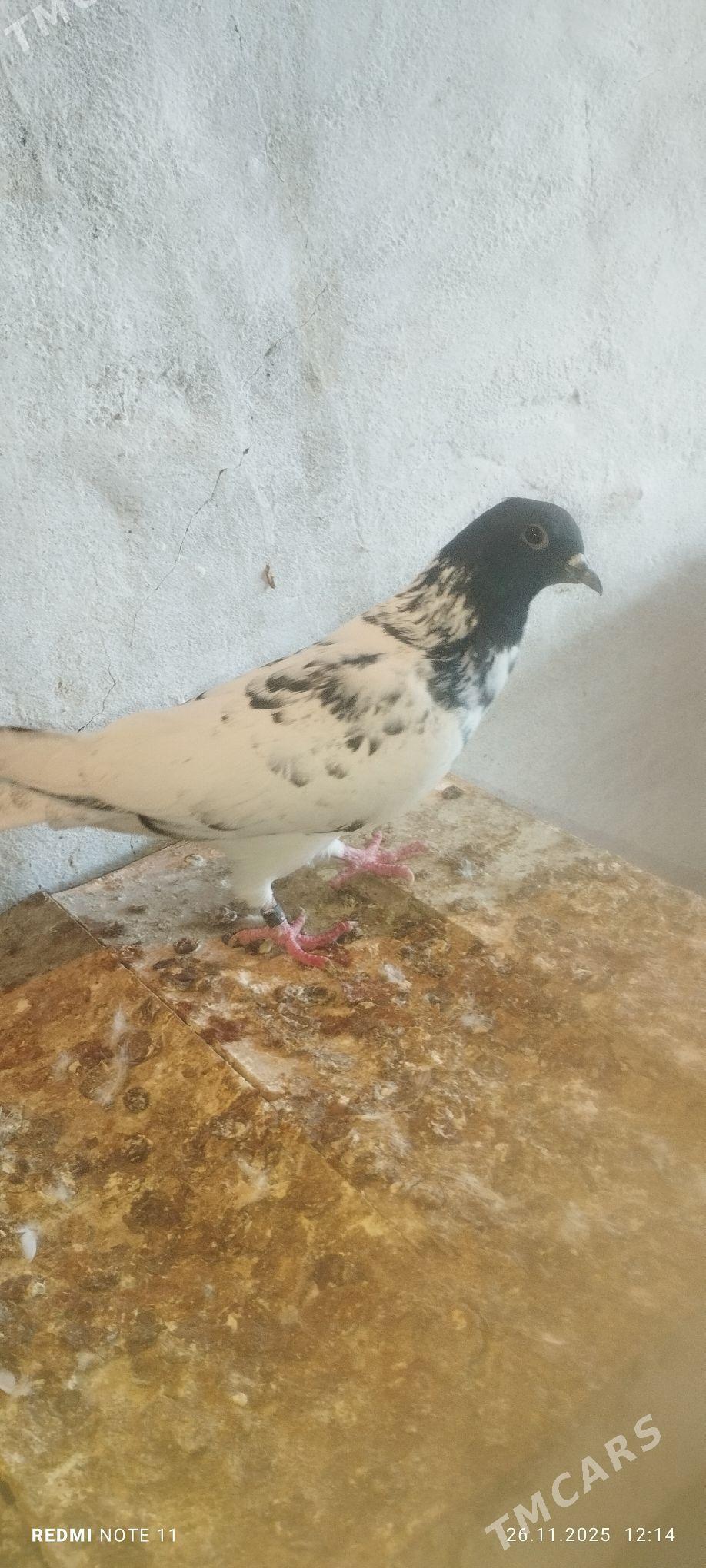 Kepderi - Мургап - img 4