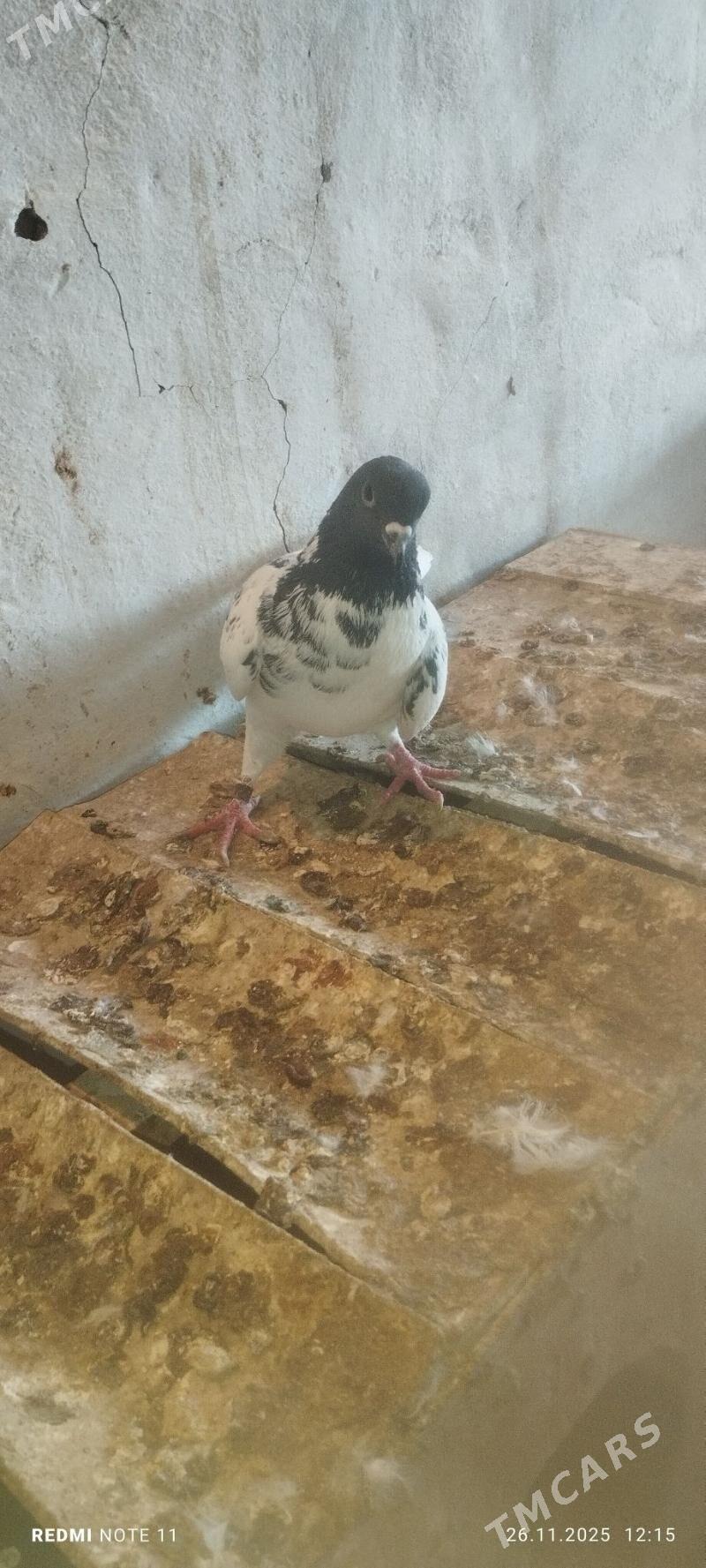 Kepderi - Мургап - img 5