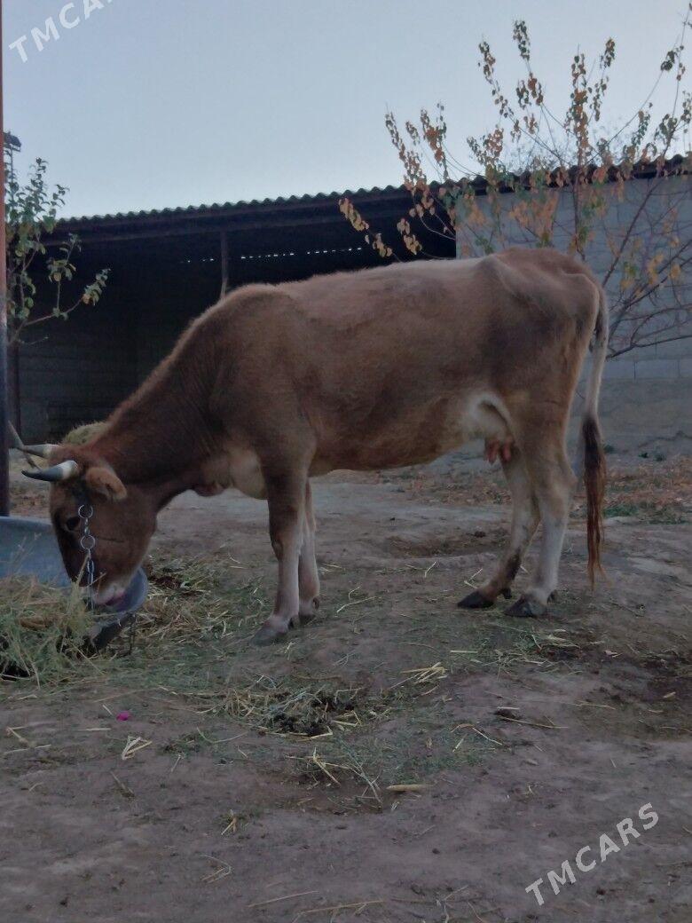 Sygyr. - Bäherden - img 3