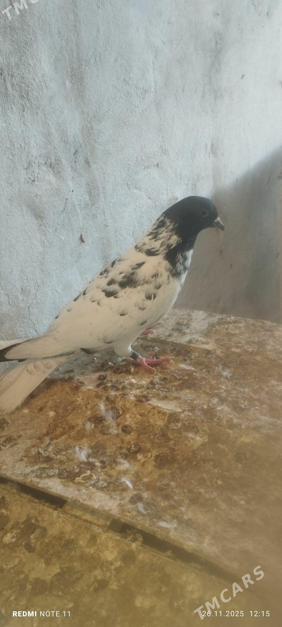 Kepderi - Мургап - img 2